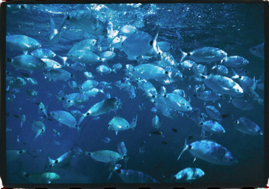Fish, Mallorca